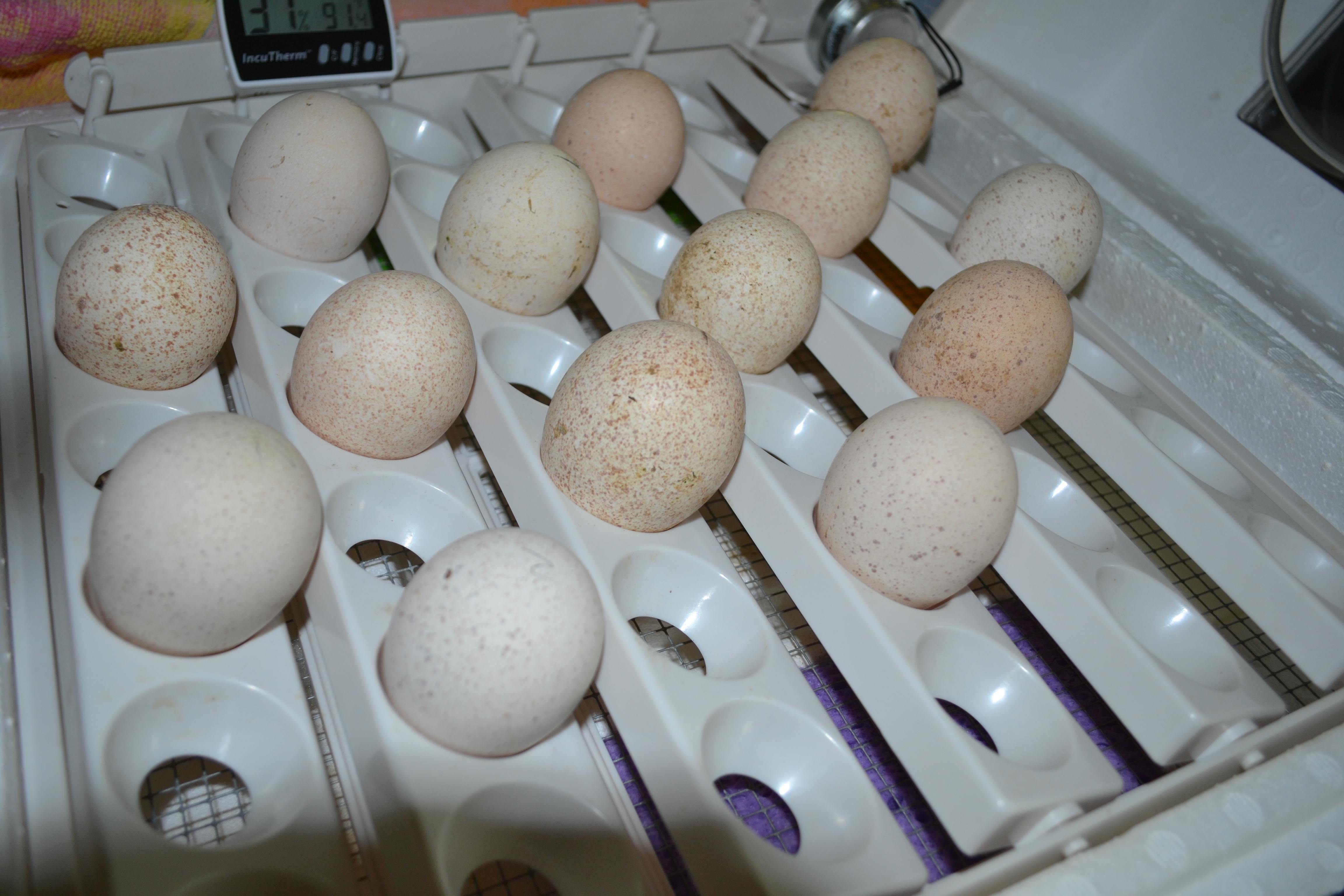 Каким концом закладывать яйца в инкубатор. Инкубация индюшиных яиц. Инкубатор для индюшиных яиц. Инкубация индюшиных яиц биг6. Яйцо инкубационное индюшиное.
