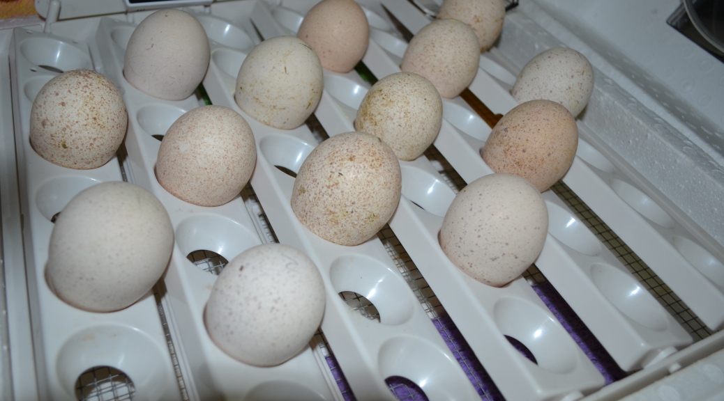 Incubating turkey eggs - Shallow Pond Farm